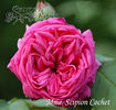 Mme Scipion Cochet