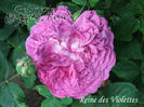 Reine Des Violettes