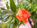 P1230013