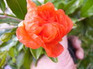 P1230015