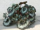 800px-Begonia_rex_a2