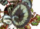 800px-Begonia_rex_a3