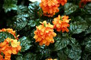 800px-Crossandra_infundibuliformis_2008