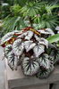 43718la_begonia_rex