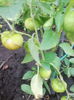tomatillo