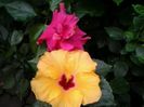 G.Davis+Boreas yellow