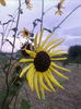 IMG_20140725_185426