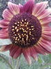 IMG_20140725_185900