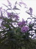 liliac de vara