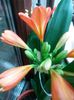 clivia reinflorire-2014