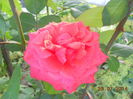 DSCN5839
