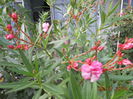DSCN5827