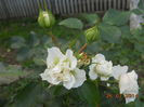DSCN5835