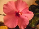 Adonicus Pink