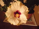 Boreas White