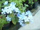 Plumbago bleu