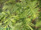 Mammutbaum-Sequoia dawn redwood