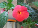 DSCN6744