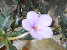 DSCN6746