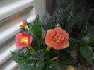 DSCN6747