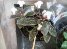 DSCN6753