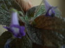 DSCN6755