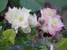 DSCN6768