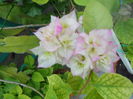 DSCN6769