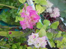 DSCN6770