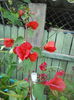 DSCN6778