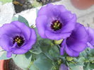DSCN6775