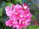 DSCN6779