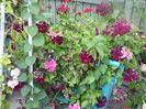 DSCN6780