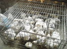 DSCN1221