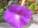 P7270161