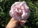 P7260078