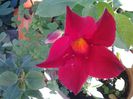 diphladenia