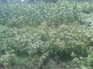 gradina minune