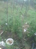 rosii inima de bou