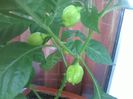 Scotch Bonnet red