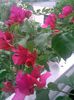 Pic_0726_783