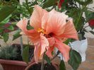20140728_165013