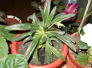 bobocel chirita Linearia