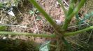 WP_20140727_035