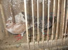 DSCN1278
