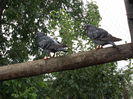 DSCN1315