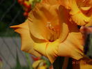 DSC06099