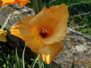 DSC06095