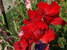 DSC06109