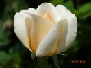DSC06048